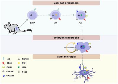 Microglia in the context of multiple sclerosis